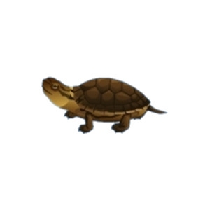 Box Turtle